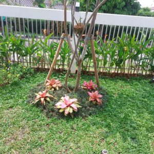 Jasa Pertamanan Profesional Cipta flora Rp750.000/m